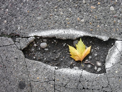 Leaf in a pothole