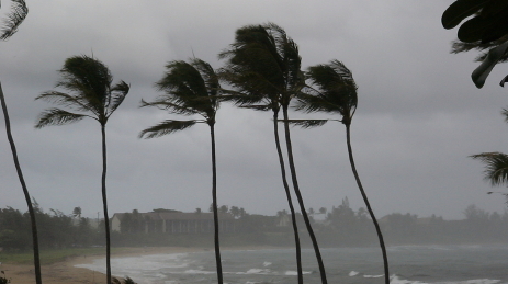 hurricane winds blowing palm trees