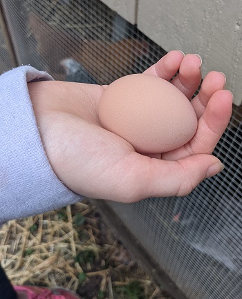 Egg in Childs Hand