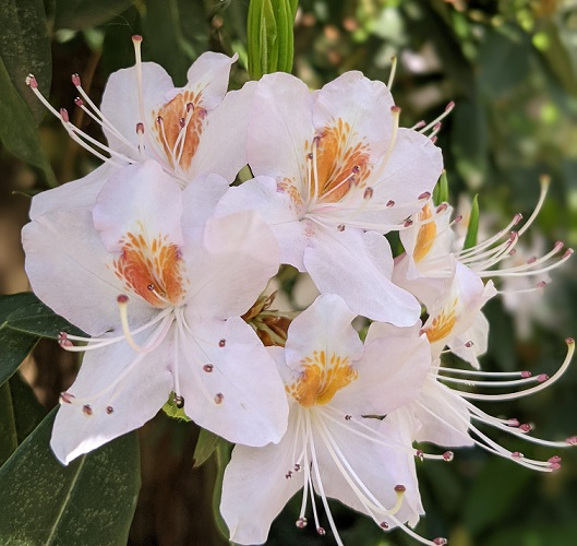 White Rhododendron Jenkins Estate